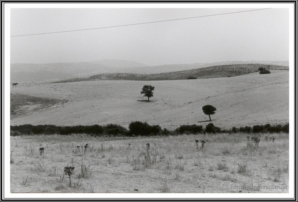 Mostra online di Giovanni Cutrupi "Puro sguardo" - 3. Horse with no name