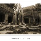 Mostra online di Grazia Bertano: "Non solo Khmer" - 2. Ta Phrom - viaggio a ritroso nel tempo