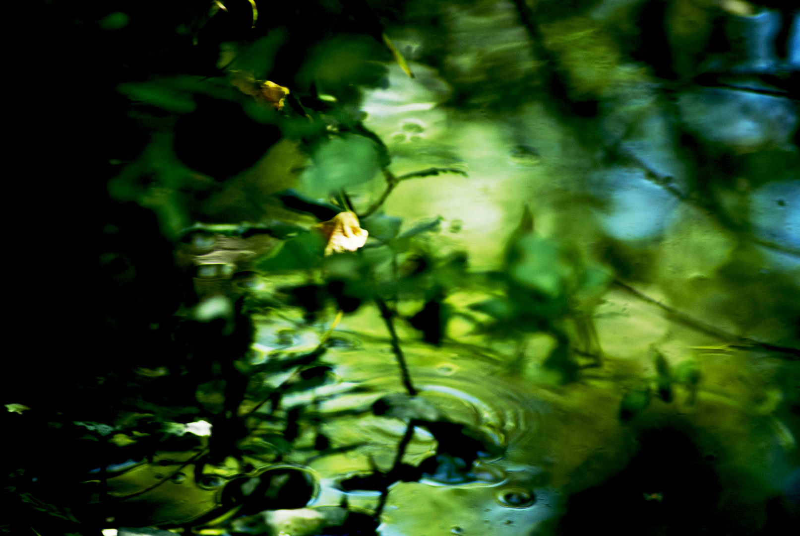 Mostra online di laura fogazza - "Il giardino incantato" - 2.