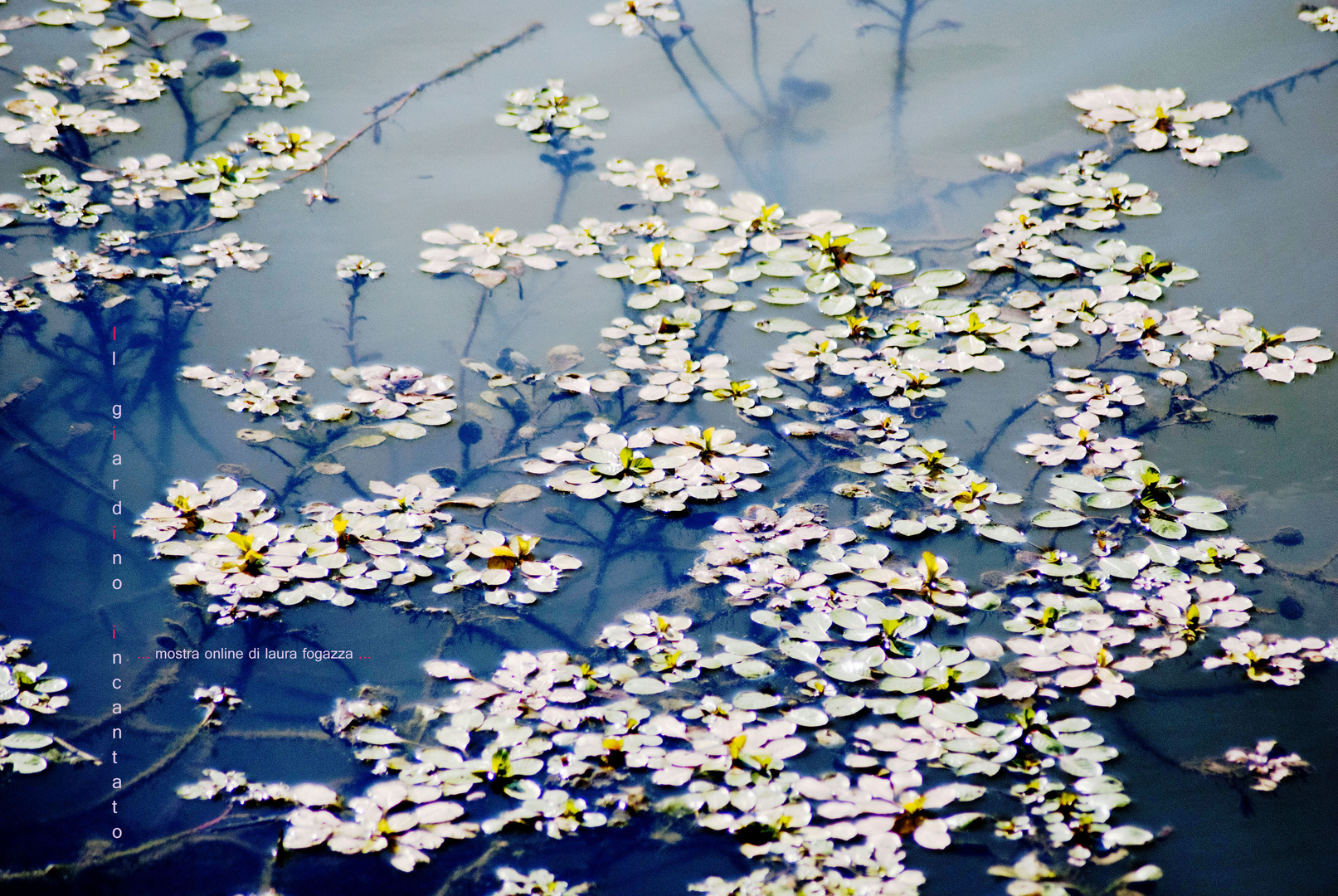 Mostra online di laura fogazza - "Il giardino incantato"