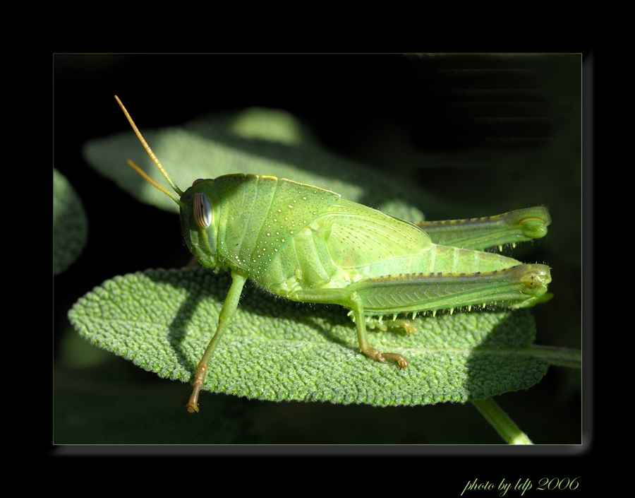 Mostra online di Luca Di Paola: "Natura meravigliosa" - 5. Cavalletta aromatica