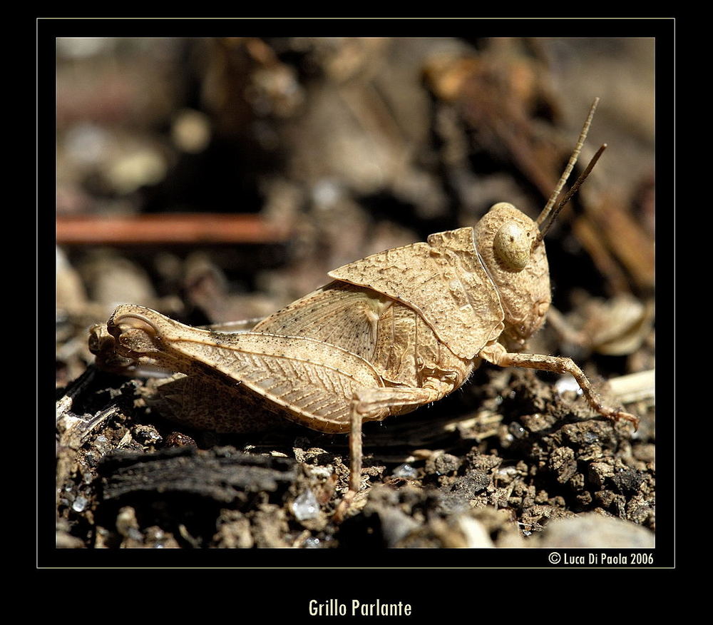 Mostra Online Di Luca Di Paola Natura Meravigliosa 9 Grillo Parlante Foto Immagini Mostra Online Archivio Mostre 13a Luca Di Paola Foto Su Fotocommunity