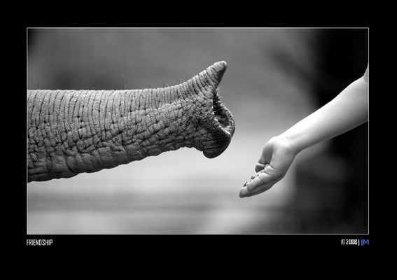 Mostra online di Luisa Mantero "Attimi di luce" - 5. Friendship