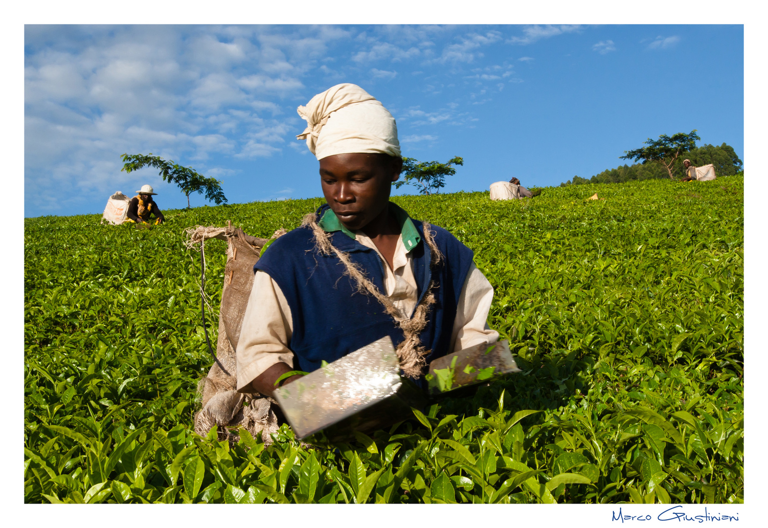 Mostra online di Marco Giustiniani "Malawi, sulle colline del tè" - 2. Work!