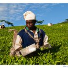 Mostra online di Marco Giustiniani "Malawi, sulle colline del tè" - 2. Work!