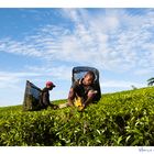 Mostra online di Marco Giustiniani "Malawi, sulle colline del tè" - 3. Tra il verde e l'azzurro