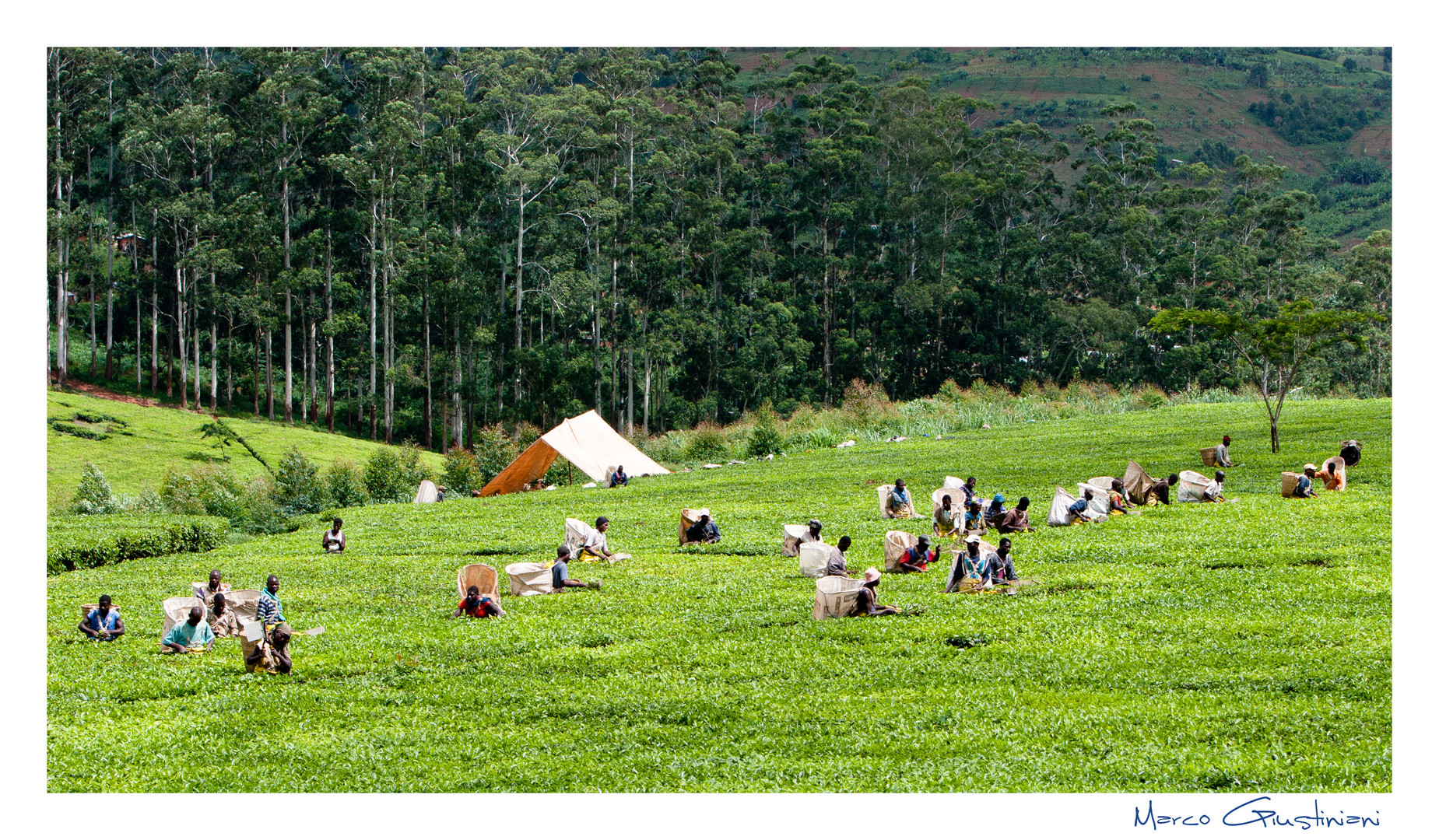 Mostra online di Marco Giustiniani "Malawi, sulle colline del tè" - 5. Un esercito instancabile