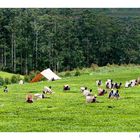 Mostra online di Marco Giustiniani "Malawi, sulle colline del tè" - 5. Un esercito instancabile