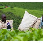 Mostra online di Marco Giustiniani "Malawi, sulle colline del tè" - 7. Dall'alto...