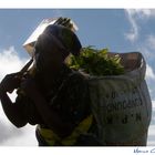 Mostra online di Marco Giustiniani "Malawi, sulle colline del tè" - 8. Sulle proprie spalle...