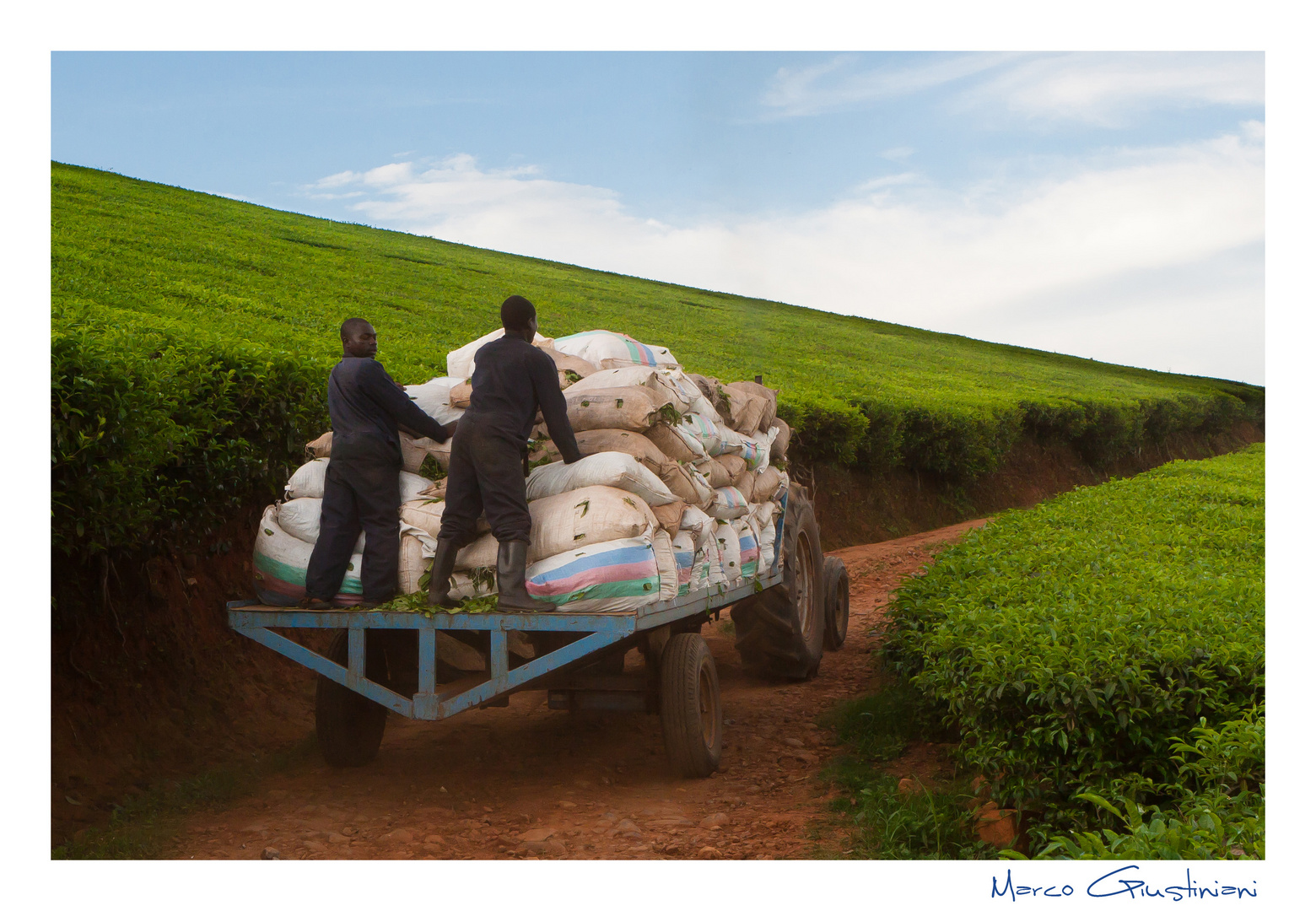 Mostra online di Marco Giustiniani "Malawi, sulle colline del tè" - 9. Fine lavoro...