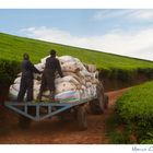 Mostra online di Marco Giustiniani "Malawi, sulle colline del tè" - 9. Fine lavoro...