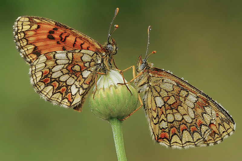 Mostra online di Marco Lascialfari "Macronatura" - 4. Melitaea athalia