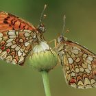 Mostra online di Marco Lascialfari "Macronatura" - 4. Melitaea athalia