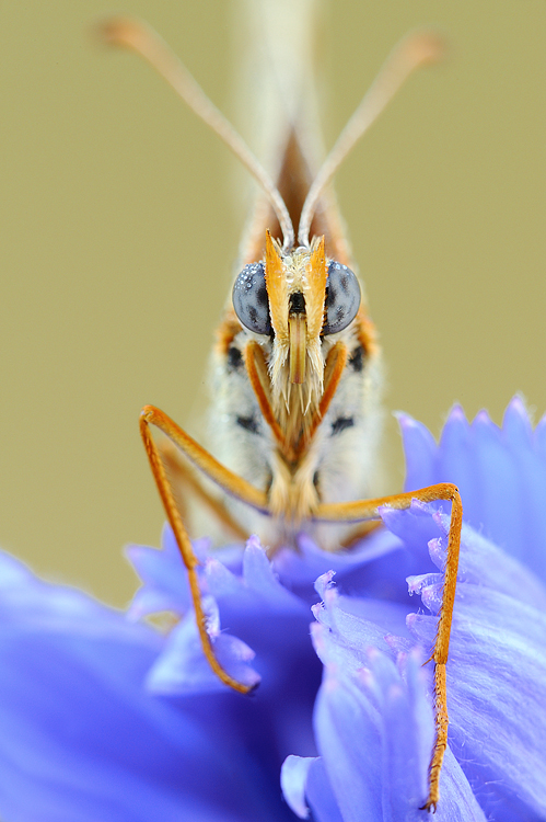 Mostra online di Marco Lascialfari "Macronatura" - 5. Melitaea athalia