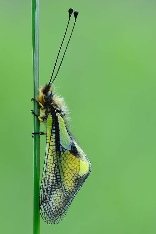 Mostra online di Marco Lascialfari "Macronatura" - 6. Ascalaphidae libelloides