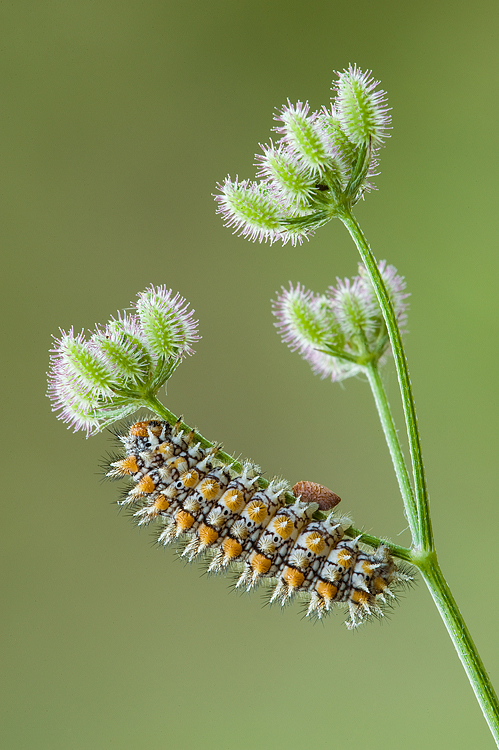 Mostra online di Marco Lascialfari "Macronatura" - 7. Melitaea didyma