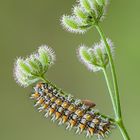 Mostra online di Marco Lascialfari "Macronatura" - 7. Melitaea didyma