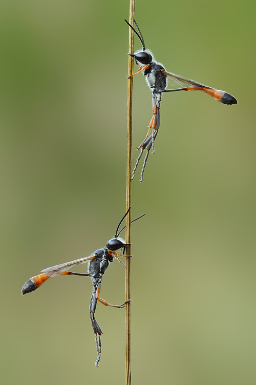 Mostra online di Marco Lascialfari "Macronatura" - 8. Ammophila procera