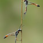 Mostra online di Marco Lascialfari "Macronatura" - 8. Ammophila procera