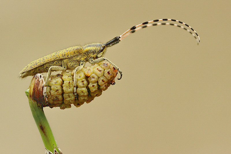 Mostra online di Marco Lascialfari "Macronatura" - 9. Agapanthia villosoviridescens