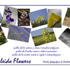 Mostra online di Ombretta Ercolani “Caleido Flowers”