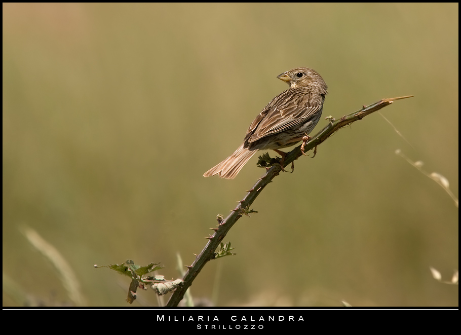 Mostra online di Paola Tarozzi: "Birds" -  1. Nel sole