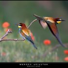 Mostra online di Paola Tarozzi: "Birds" - 10. Trionfo di colori