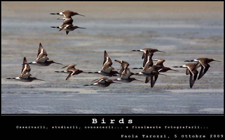 Mostra online di Paola Tarozzi: "Birds"