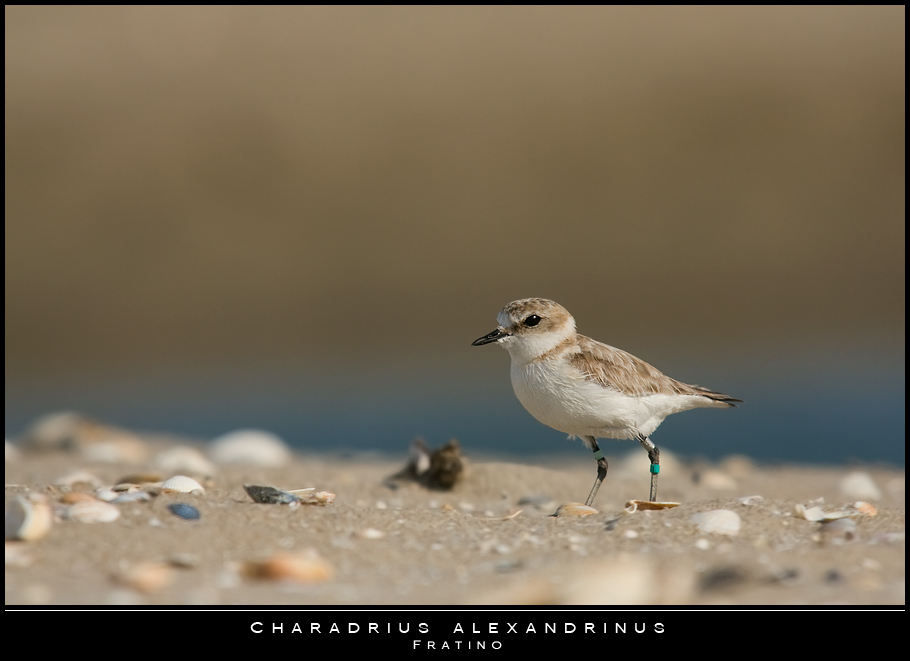 Mostra online di Paola Tarozzi: "Birds" -  2. Passeggiando sulla spiaggia