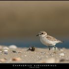 Mostra online di Paola Tarozzi: "Birds" -  2. Passeggiando sulla spiaggia