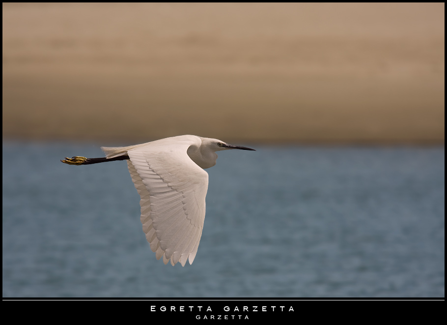 Mostra online di Paola Tarozzi: "Birds" - 6. In volo sulla spiaggia