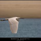 Mostra online di Paola Tarozzi: "Birds" - 6. In volo sulla spiaggia