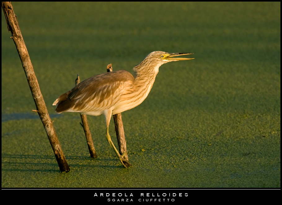 Mostra online di Paola Tarozzi: "Birds" - 8. Dorata