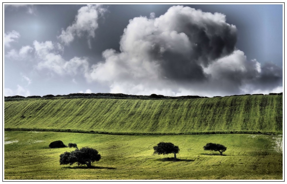 Mostra online di Stefano Todde "Particolari dalla Sardegna" - 3. Alberi