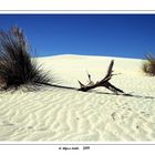 Mostra online di Stefano Todde "Particolari dalla Sardegna" - 9. Dune