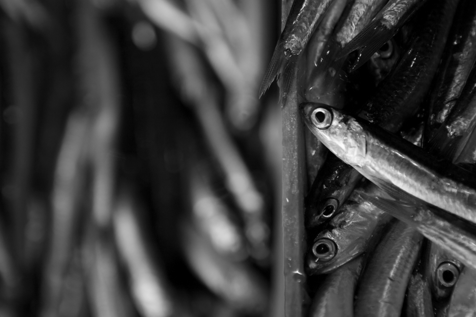 Mostra online di Uta Theile "L'arte della pesca nelle Cinque Terre - 10. Le acciughe di Monterosso