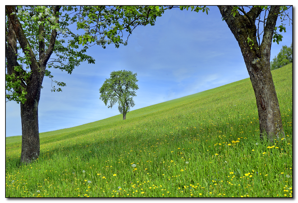 Mostviertel im Frühjahr