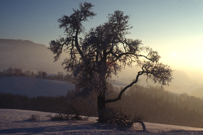 Mostviertler Winterlandschaft