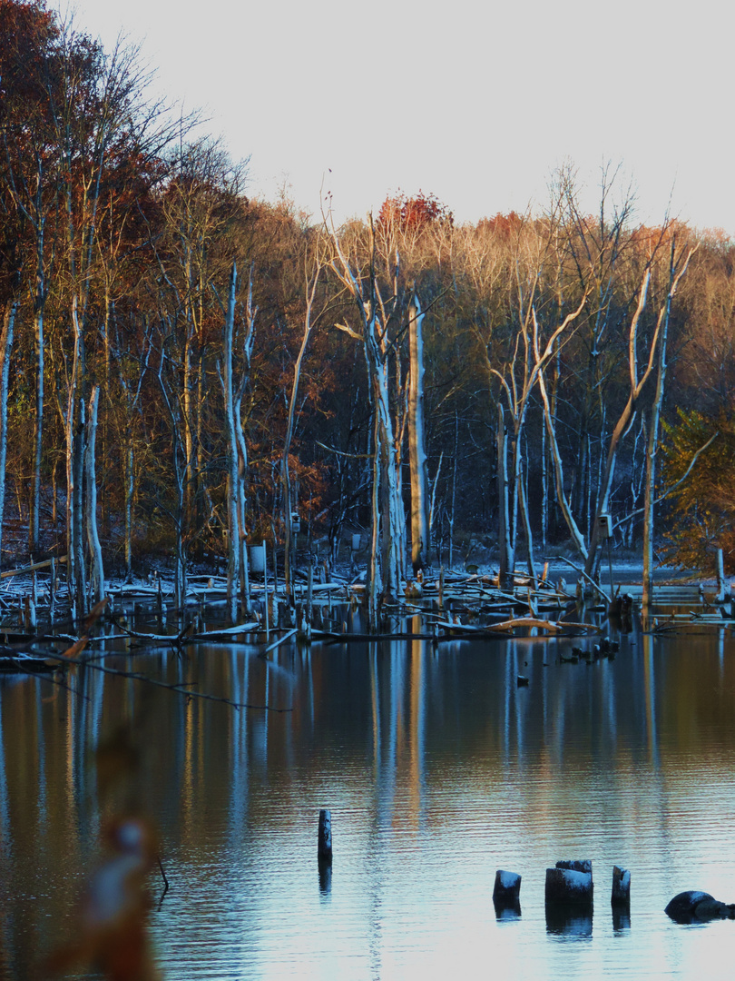 Moswa pond