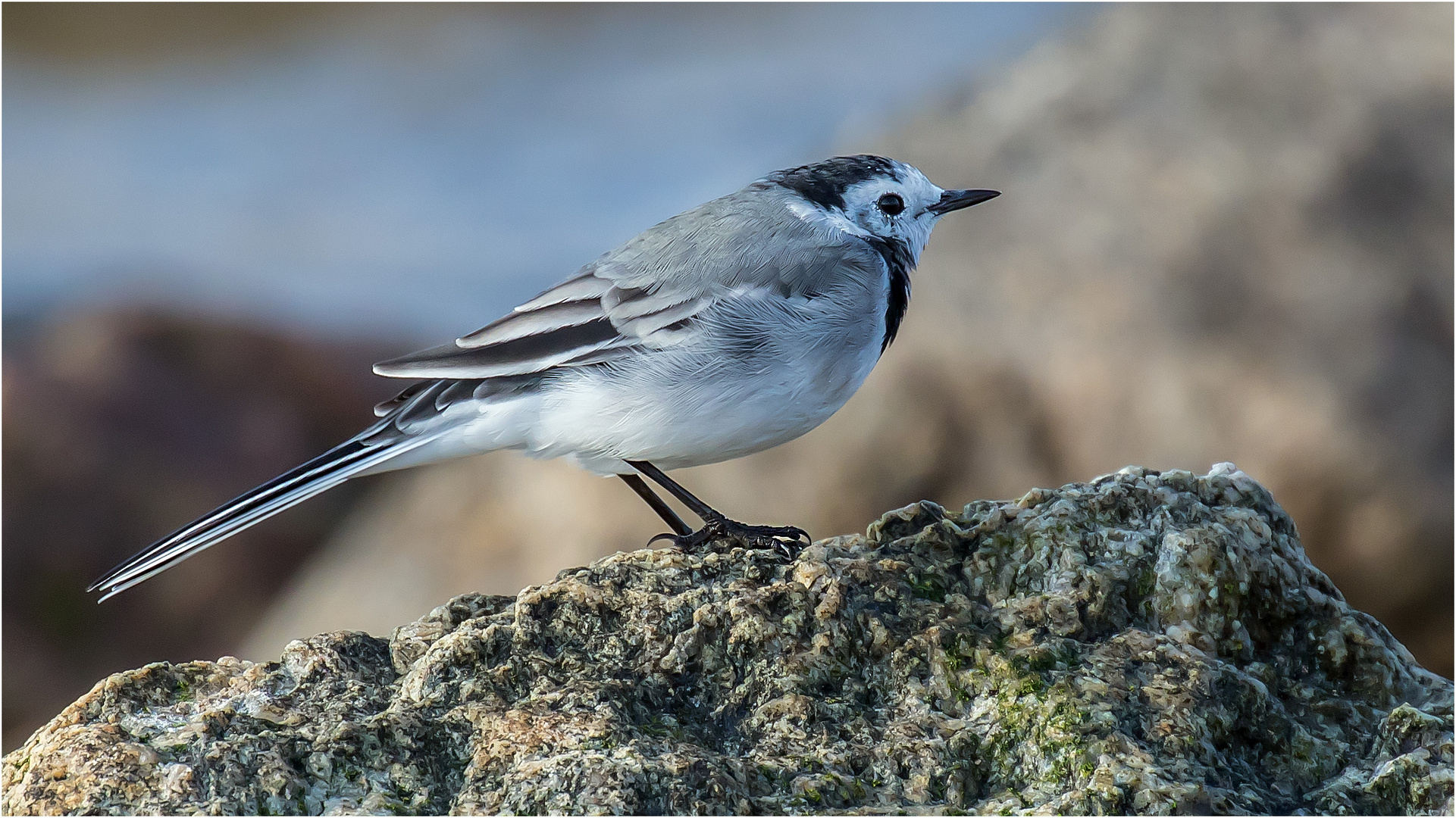 Motacilla alba  ......