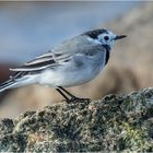 Motacilla alba  ......