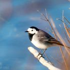 Motacilla alba