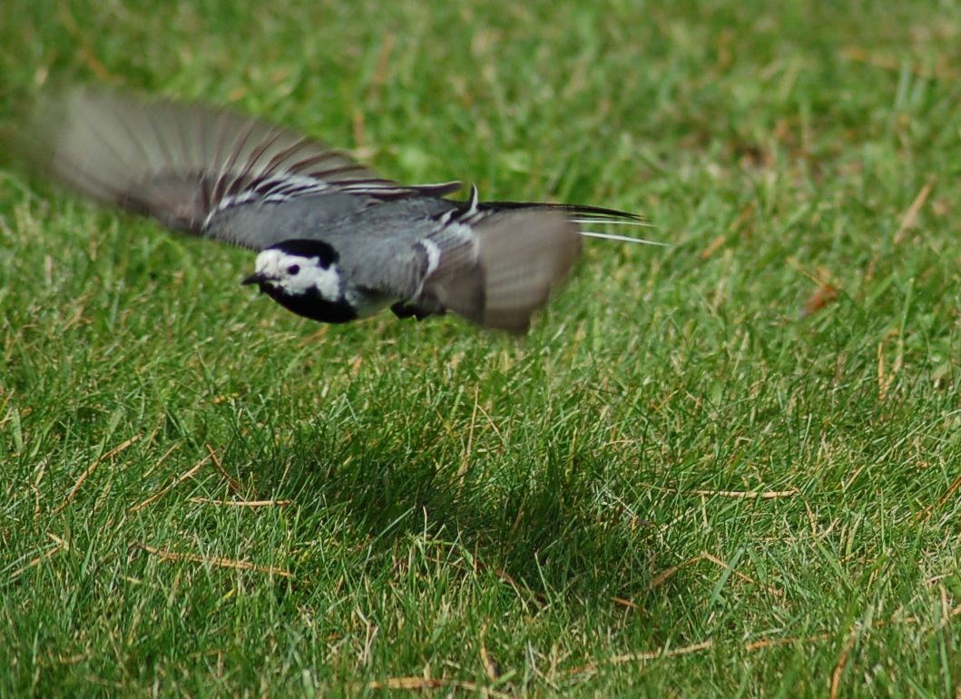 Motacilla alba