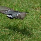 Motacilla alba