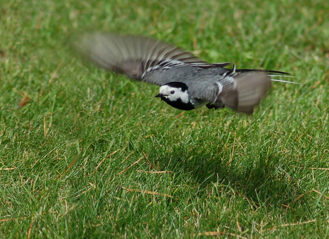 Motacilla alba