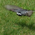 Motacilla alba