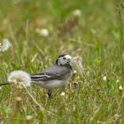 Motacilla alba