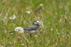 Motacilla alba