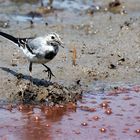 Motacilla Alba